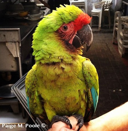 Parrot on the Caribbean Coast