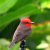 Colombia Birding Tour